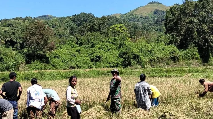 Babinsa Walakaka Dorong Percepatan Panen Padi Sawah  Bersama Warga  Desa Sodana