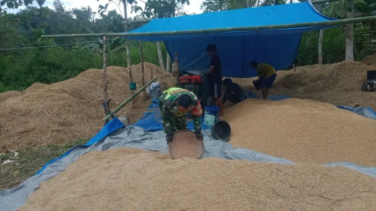 Sebagian Besar Petani di Sumba Barat Sukses Panen Padi Tahun 2025