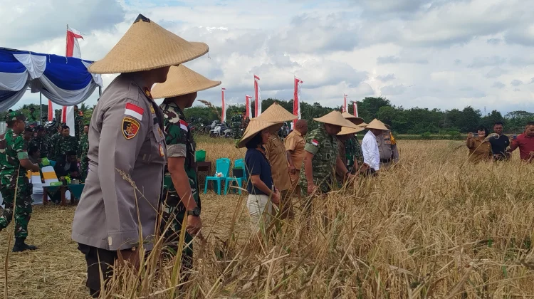 Korem 161/WS Panen Raya Padi 20 Hektar di Kabupaten Kupang