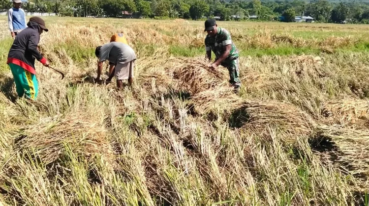 Dukung Swasembada Babinsa Pahunga Lodu Dampingi Petani Panen Padi