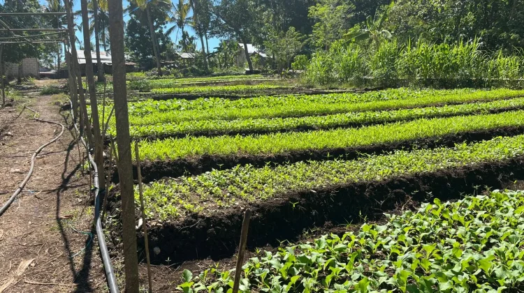 Air Bersih Jadi Kunci Peningkatan Produktivitas Petani di Kelurahan Naoni