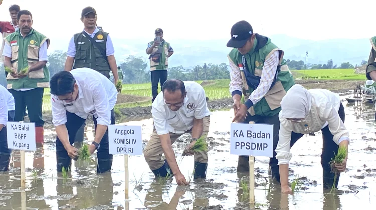 Usman Husin Gerakan Tanam Serempak Perkuat Ketahanan Pangan