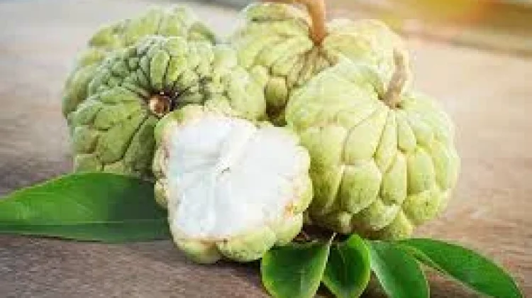 Manfaat Buah Srikaya untuk Kesehatan