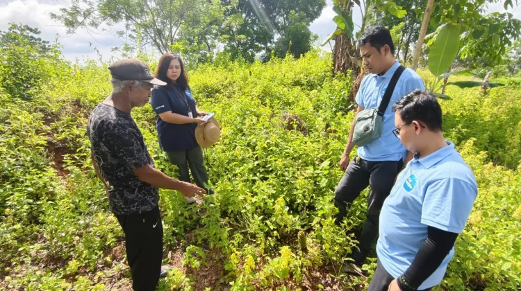 Program PESTA PORANG PLN Gerakan Ekonomi Petani Flores