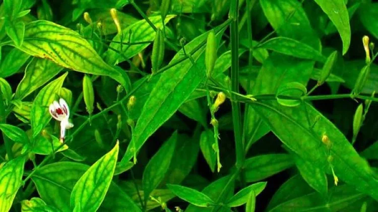 Manfaat Tanaman Sambiloto Sebagai Obat Herbal