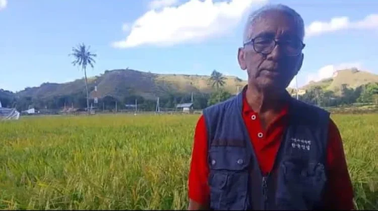 Pensiunan Guru di Mauliru Berhasil Tingkatkan Hasil Sawah Organik