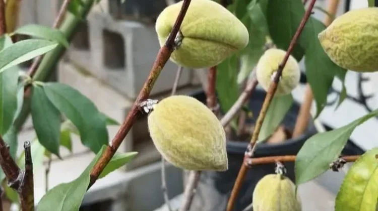 Almond Muda: Sensasi Rasa Unik Dari Buah yang belum Matang