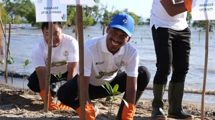 Peduli Lingkungan, PLN dan BBKSDA Tanam 57.750 Mangrove di Tiga Pesisir NTT
