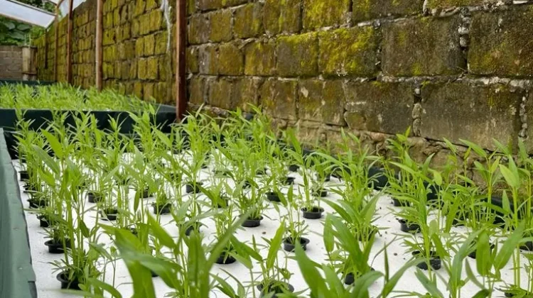 Manfaat Hidroponik untuk Rumah Tangga, Solusi Berkebun Praktis di Lahan Sempit