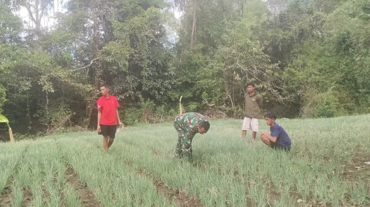 Babinsa Katikutana Dukung Petani Bawang Tingkatkan Kualitas Hasil Panen