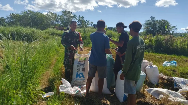 Babinsa Sertu Sukarman Bantu Panen Padi  Warga Desa Maradesa