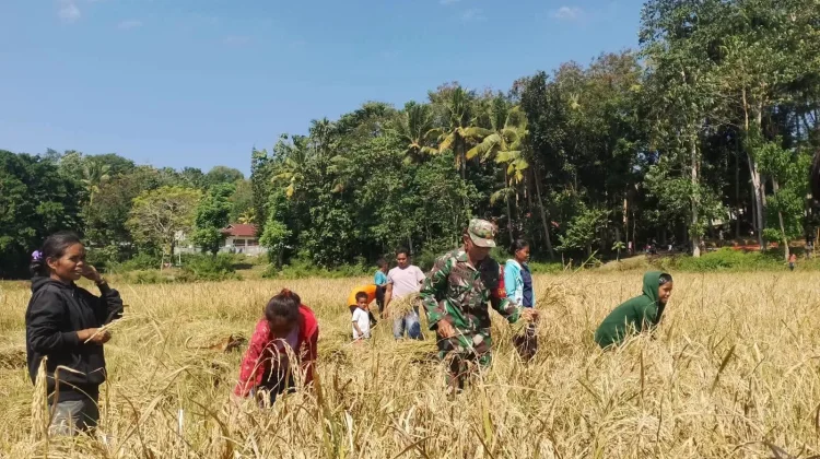 Babinsa Bantu Petani Percepat Panen Antisipasi Penurunan Kualitas Hasil