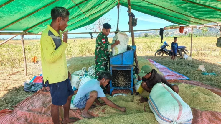 Babinsa Dampingi Petani Panen Padi Lokal Hupu Mada
