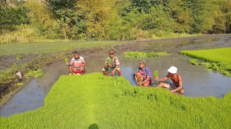 Babinsa Dampingi Petani Cabut Bibit Wujudkan Swasembada Pangan Nasional