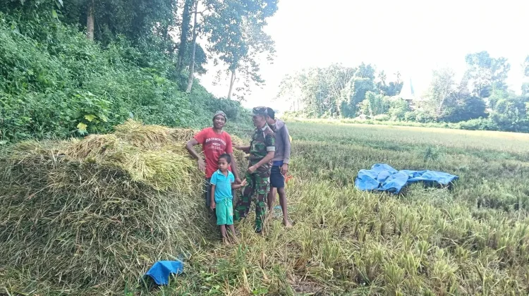 Serma Suherman Bantu Petani Panen Padi Antisipasi Kerusakan Hasil Panen