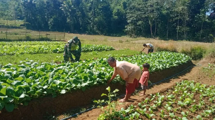 Petani Sawi Siap Meraih Keuntungan Besar Melalui  Pertanian Berkelanjutan