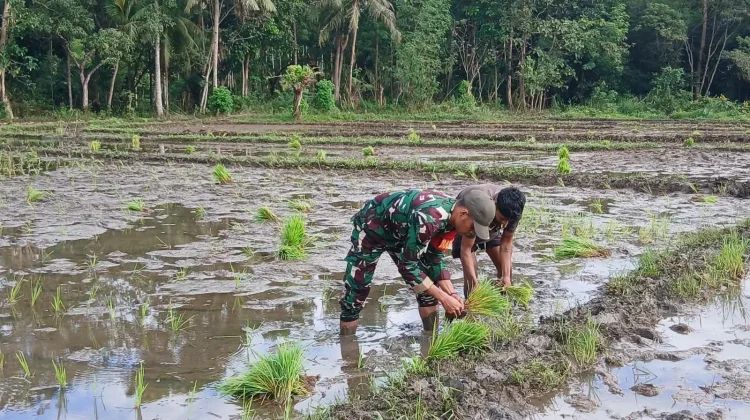 Babinsa Tabundung Dampingi Petani Tanam Padi Perkuat Ketahanan Pangan Nasional