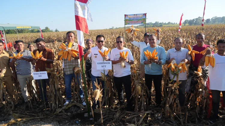 Panen Jagung di Sumba Barat Daya, Gubernur Melki: Petani Profesi Mulia