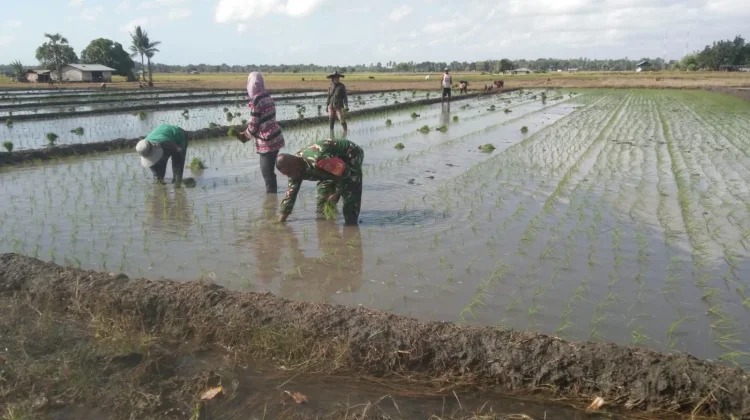 Babinsa Rindi Umalulu Dampingi Petani Tanam Padi Demi Dukung Swasembada Pangan