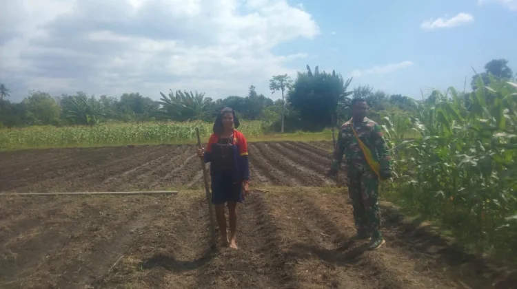 Babinsa Koramil Waingapu Dampingi Petani Siapkan Lahan Hortikultura Produktif