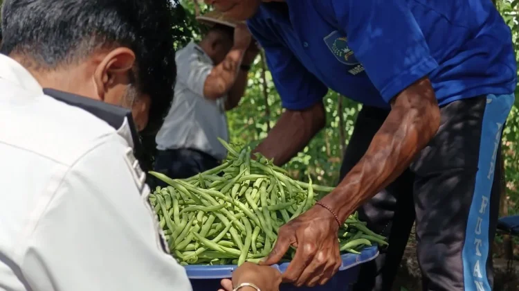 SAE Rutan SoE Panen 30 Kilogram Buncis, Dukung Ketahanan Pangan