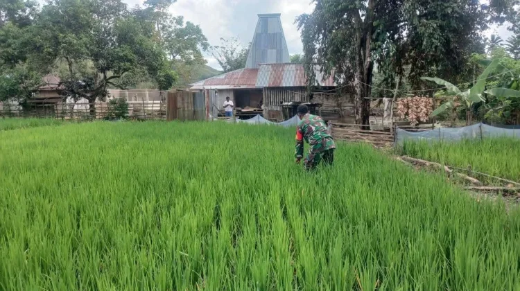 Babinsa Tabundung Pantau Pertumbuhan Padi Dukung Swasembada Pangan Nasional