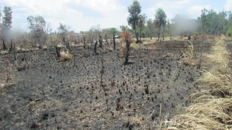 Musim Kemarau, Damkar Kota Kupang Catat 108 Insiden Kebakaran