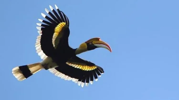 538 Spesies Burung Endemik Indonesia Hadapi Ancaman Perubahan Habitat