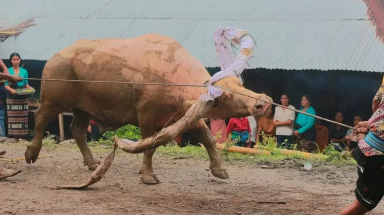 Makna Kerbau dalam Budaya Sumba: Simbol Kehormatan, Kemakmuran, dan Pengorbanan