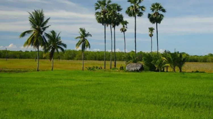 Lahan Rote Ndao Dominasi Potensi Pertanian