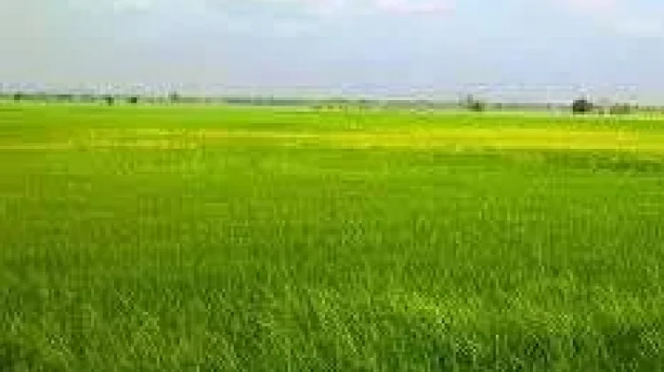 Sawah Kecamatan Rote-Tengah Miliki Lahan Terluas