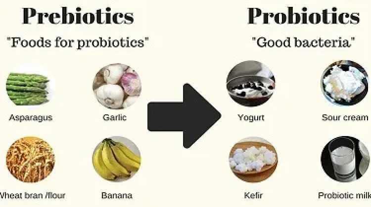 Manfaat Prebiotik bagi kesehatan Pencernaan