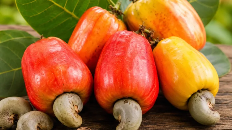 Kacang Mete: Camilan Sehat dengan Segudang Manfaat bagi Tubuh