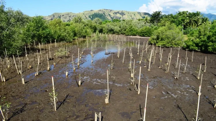 Mangrove Magelo'o, Destinasi Wisata Alam Bersejarah yang Memikat di Sikka