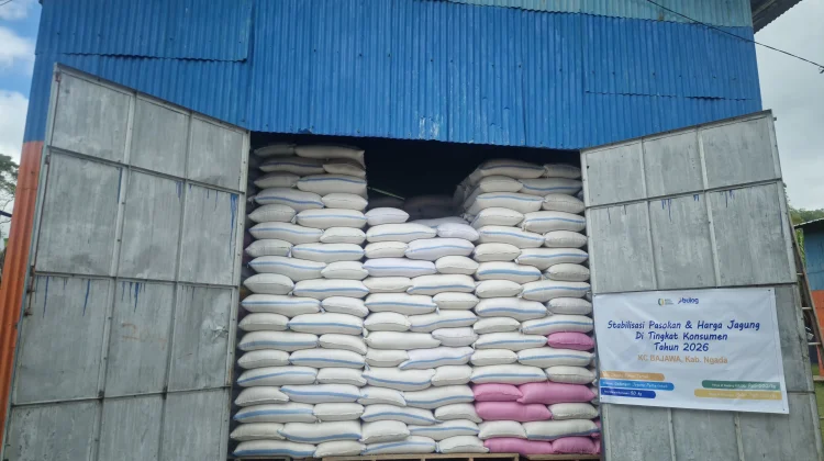 Dukung Sentra Ternak, Bulog NTT Serap 2.330 Ton Jagung dari Petani Lokal