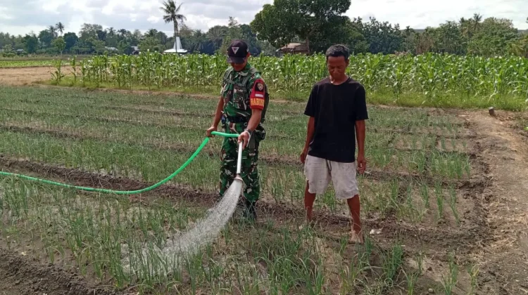Babinsa Waingapu Dampingi Petani Bawang Merah Wujudkan Swasembada Pangan