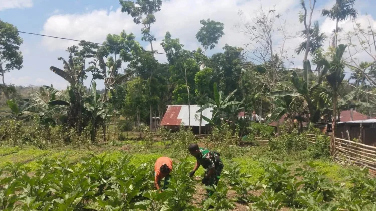 Babinsa Katikutana Perkuat Ketahanan Pangan lewat Pendampingan Kelompok Tani