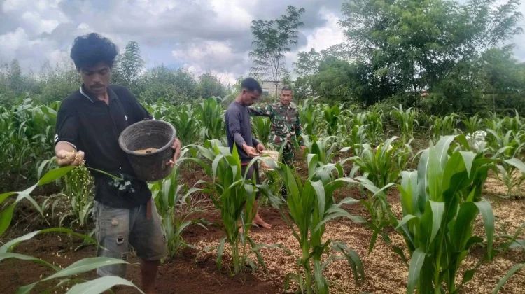 Babinsa Motivasi Petani Jagung Tingkatkan Produksi dan Kualitas