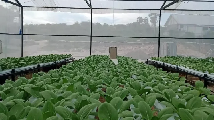Melihat Peluang Emas Hidroponik di NTT Bersama Evolusi Hidroponik Kupang