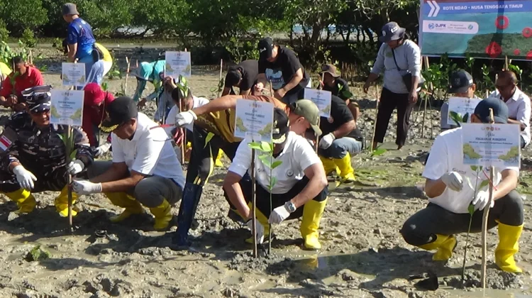 KKP dan Pemda Rote Ndao Tanam Mangrove Sambut HUT RI ke-81