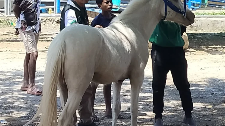 Kejurnas Pacuan Kuda di Sumba Barat Dorong Pertumbuhan Ekonomi Masyarakat
