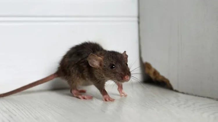 7 Bumbu Dapur Pengusir Tikus di Rumah yang Ampuh