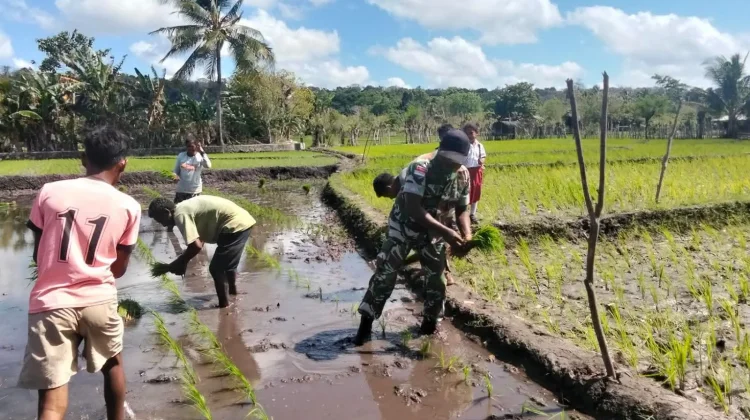Babinsa Dampingi Petani Tanam Padi Dukung Ketahanan Pangan Sumba Timur