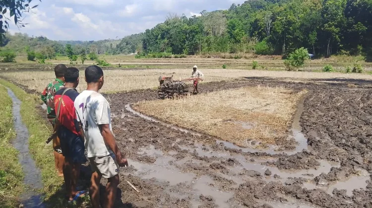 Babinsa Dampingi Poktani Percepat Pengolahan Lahan Padi