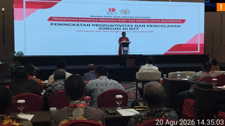 BRIN dan Komisi X DPR RI Dorong Budidaya Sorgum di Kabupaten Kupang