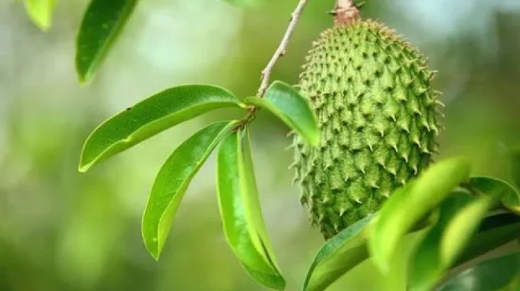 Empat Manfaat Daun Sirsak yang Perlu Diketahui