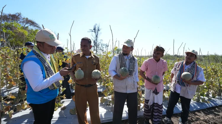 Program TJSL PLN UIW NTT Panen Perdana Melon dan Sayur Bersama Warga Naioni