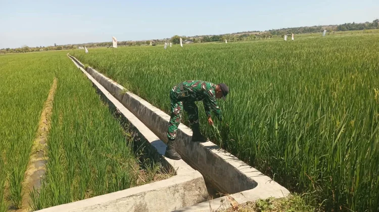 Babinsa Pahunga Lodu Pantau Tanaman Padi Hadapi Musim Kemarau