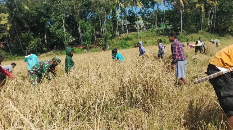 Babinsa Bantu Petani Panen Padi Menjaga Stabilitas Ketahanan Pangan