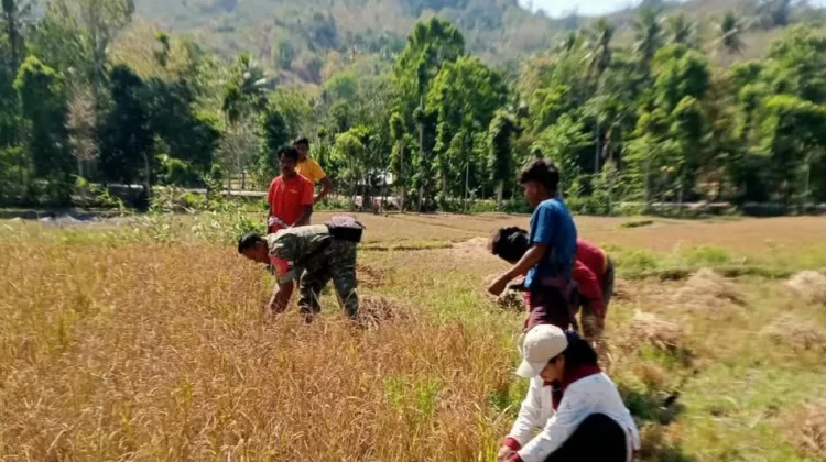 Babinsa dan Poktan Tani Maju Panen Padi Bersama